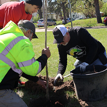 Bertch employees planting a tree in a Waterloo, Iowa neighborhood